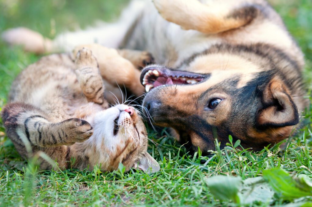 Perro y gato felices jugando juntos